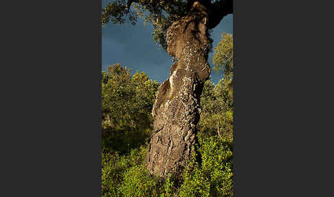 Kork-Eiche (Quercus suber)