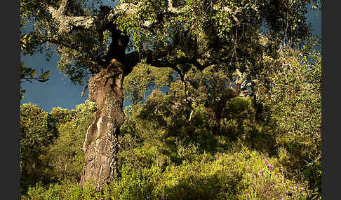 Kork-Eiche (Quercus suber)