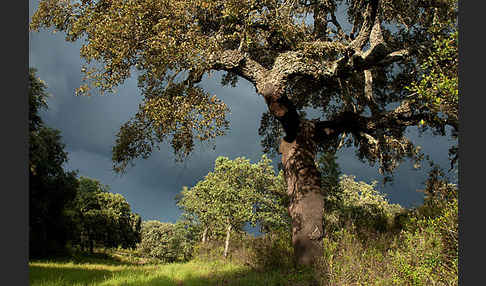 Kork-Eiche (Quercus suber)