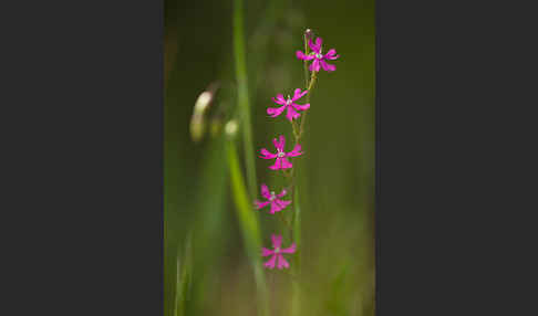 Leimkraut (Silene secundiflora)