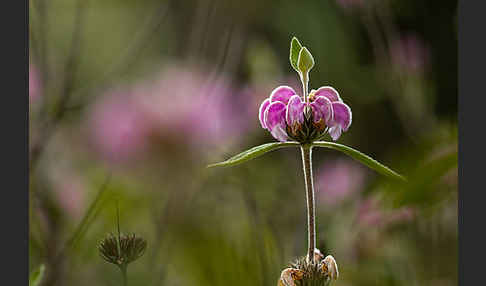 Violetter Brandsalbei (Phlomis purpurea)