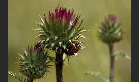 Niedrige Artischocke (Cynava humilis)