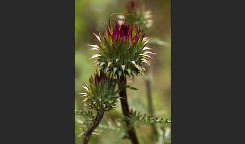 Niedrige Artischocke (Cynava humilis)