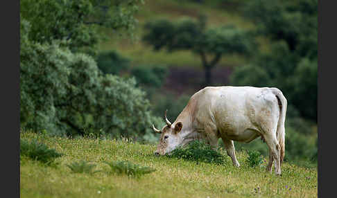 Blanca Cacerena (Bos taurus sspec.)