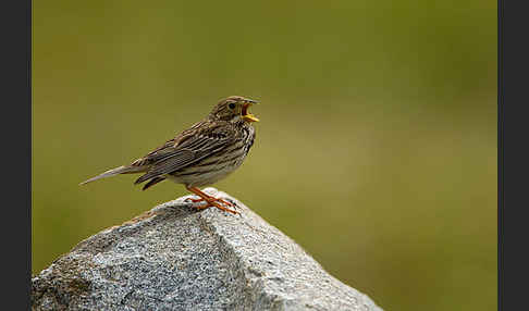 Grauammer (Miliaria calandra)