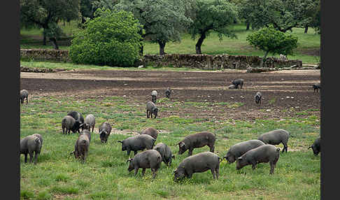 Iberisches Schwein (Cerdo Ibérico)