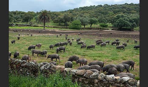 Iberisches Schwein (Cerdo Ibérico)