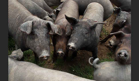 Iberisches Schwein (Cerdo Ibérico)