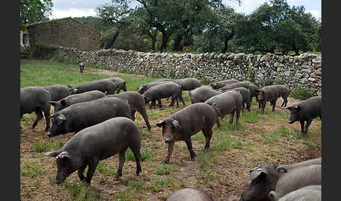 Iberisches Schwein (Cerdo Ibérico)