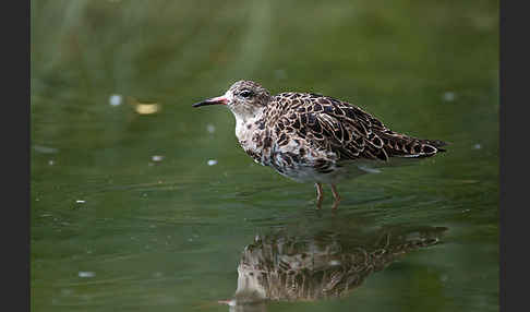 Kampfläufer (Philomachus pugnax)