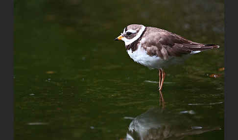 Sandregenpfeifer (Charadrius hiaticula)