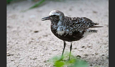 Kiebitzregenpfeifer (Pluvialis squatarola)