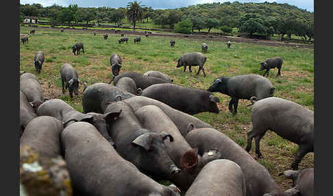 Iberisches Schwein (Cerdo Ibérico)