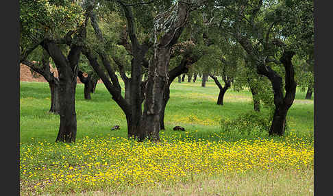 Kork-Eiche (Quercus suber)