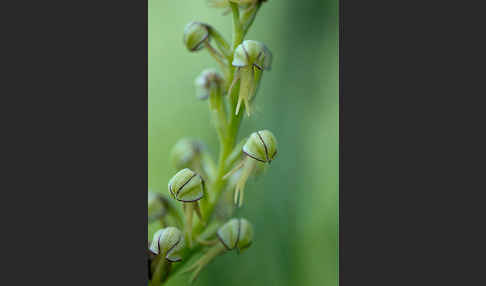 Ohnhorn (Aceras anthropophorum)