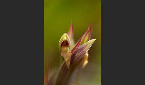 Kleinblütiger Zungenstendel (Serapias parviflora)