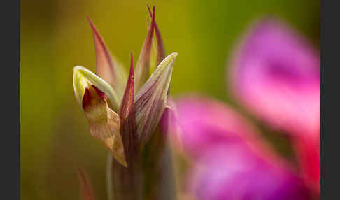 Kleinblütiger Zungenstendel (Serapias parviflora)