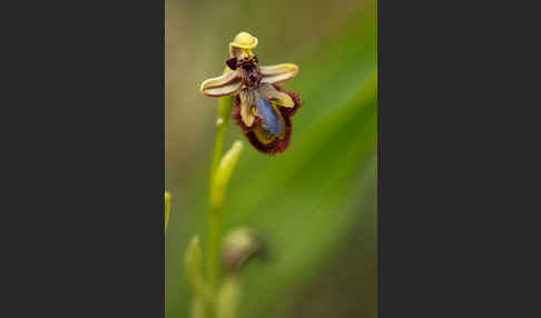 Spiegel-Ragwurz (Ophrys speculum)