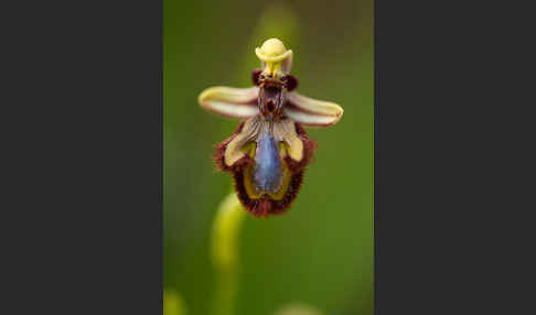 Spiegel-Ragwurz (Ophrys speculum)