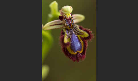 Spiegel-Ragwurz (Ophrys speculum)