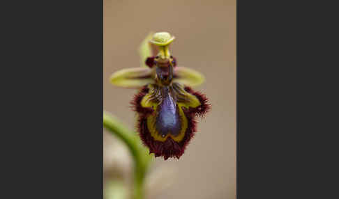Spiegel-Ragwurz (Ophrys speculum)