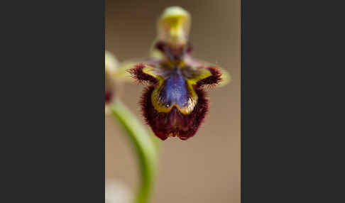 Spiegel-Ragwurz (Ophrys speculum)