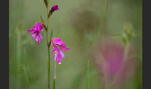 Illyrische Siegwurz (Gladiolus illyricus)