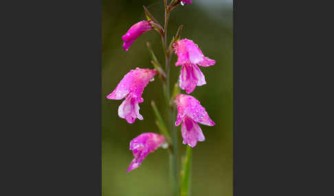 Illyrische Siegwurz (Gladiolus illyricus)