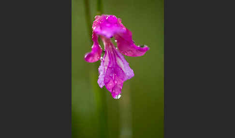 Illyrische Siegwurz (Gladiolus illyricus)