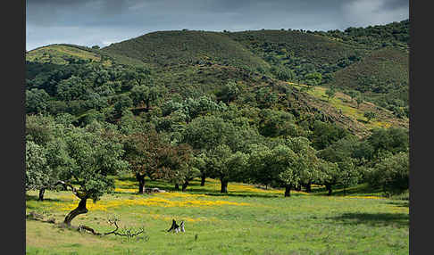 Spanien (Spain)