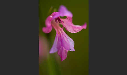 Illyrische Siegwurz (Gladiolus illyricus)