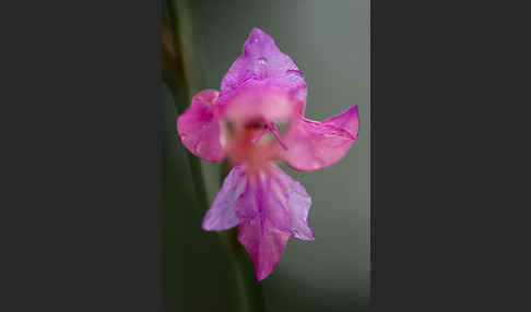 Illyrische Siegwurz (Gladiolus illyricus)