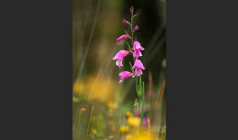 Illyrische Siegwurz (Gladiolus illyricus)