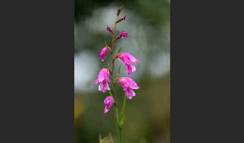 Illyrische Siegwurz (Gladiolus illyricus)