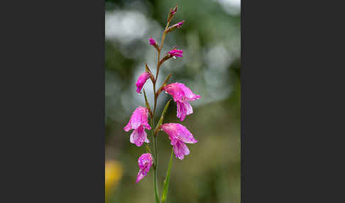 Illyrische Siegwurz (Gladiolus illyricus)