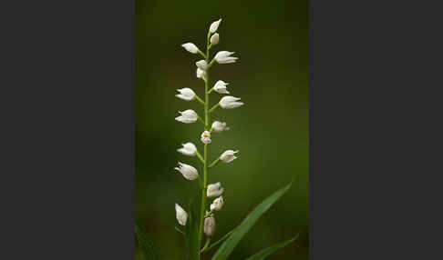 Schwertblättriges Waldvögelein (Cephalanthera longifolia)