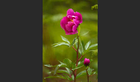 Pfingstrose (Paeonia broteroi)