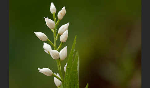 Schwertblättriges Waldvögelein (Cephalanthera longifolia)