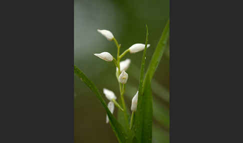 Schwertblättriges Waldvögelein (Cephalanthera longifolia)