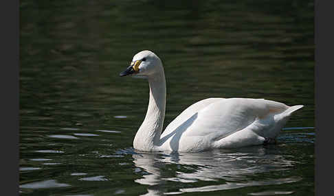 Zwergschwan (Cygnus columbianus)