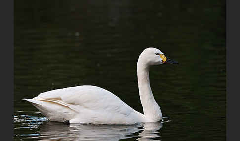 Zwergschwan (Cygnus columbianus)