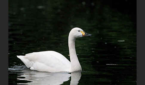 Zwergschwan (Cygnus columbianus)