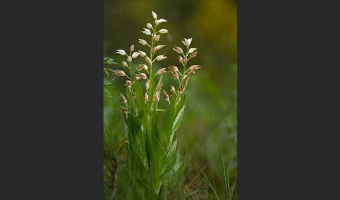 Schwertblättriges Waldvögelein (Cephalanthera longifolia)