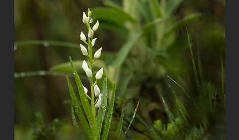 Schwertblättriges Waldvögelein (Cephalanthera longifolia)