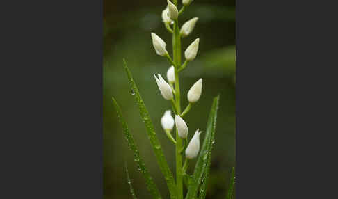 Schwertblättriges Waldvögelein (Cephalanthera longifolia)