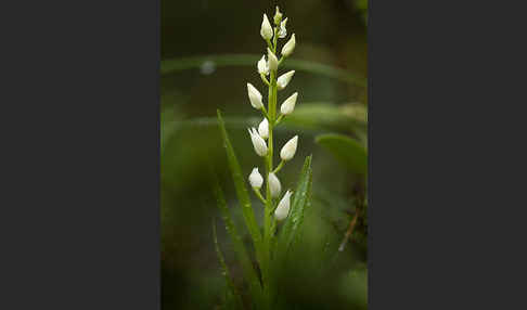 Schwertblättriges Waldvögelein (Cephalanthera longifolia)