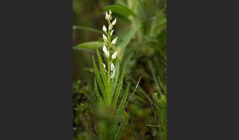 Schwertblättriges Waldvögelein (Cephalanthera longifolia)