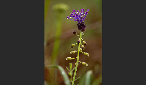 Schopfige Traubenhyazinthe (Muscari comosum)