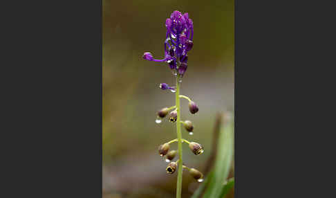 Schopfige Traubenhyazinthe (Muscari comosum)