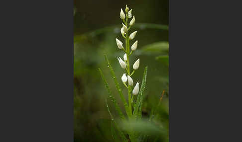 Schwertblättriges Waldvögelein (Cephalanthera longifolia)